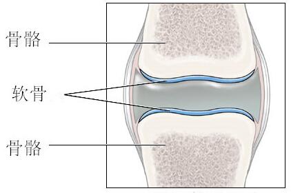 关节横断面示意图