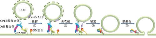 Dsl1复合体参与囊泡栓留过程示意图