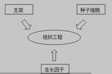 组织工程三要素