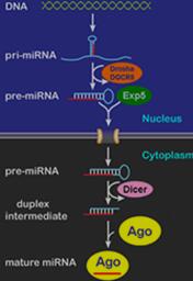 典型动物miRNAs的形成途径