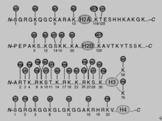 不同组蛋白末端位点修饰类型