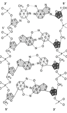 氢键在DNA分子中碱基配对的重要作用