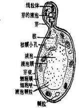 酵母细胞结构