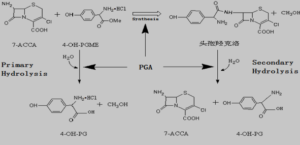 酶法合成头孢羟克洛的路线